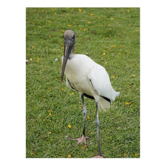 Lurch Postcard