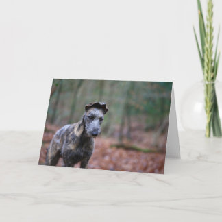 Lurcher in woodland greetings card