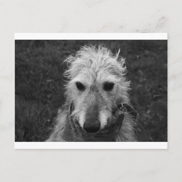 Lurcher Gifts & Gift Ideas Zazzle UK