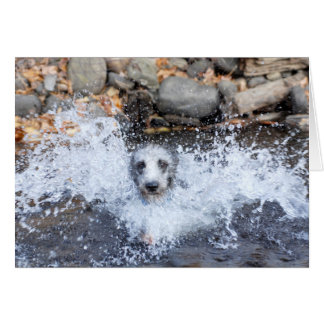 Lurcher Swimming Card