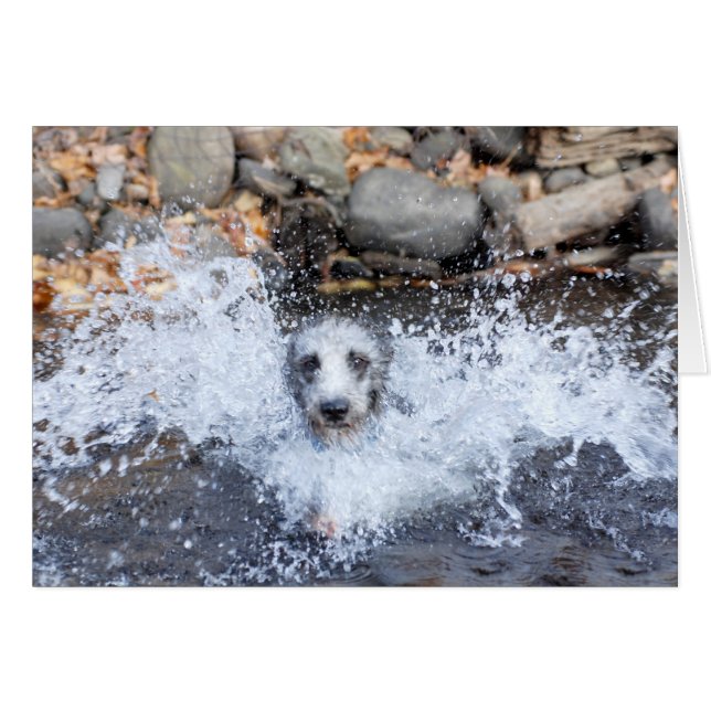 Lurcher Swimming Card (Front Horizontal)