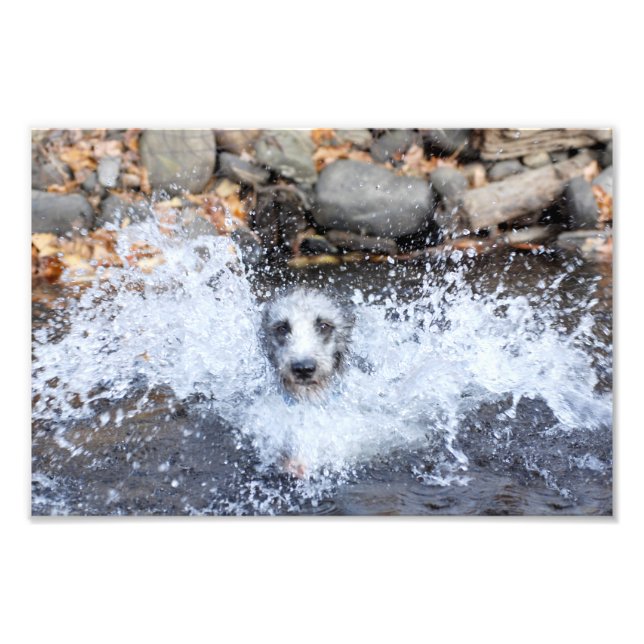 Lurcher Swimming Photo Print (Front)