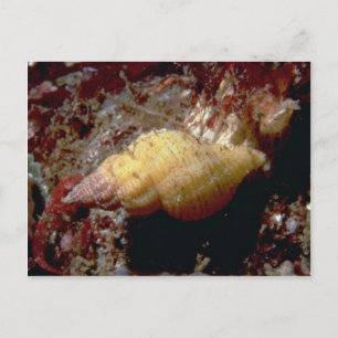 Lurid dwarf triton (Ocenebra lurida) Shell Postcard