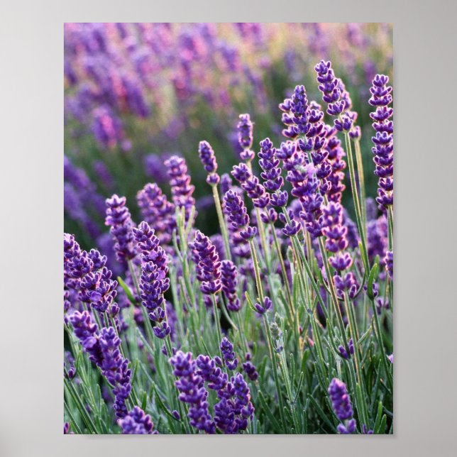 Luscious Lavender  Poster (Front)
