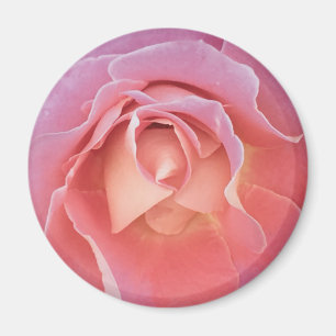 Luscious Pink Rose Magnet
