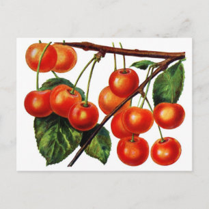 Luscious Sweet Cherries Postcard