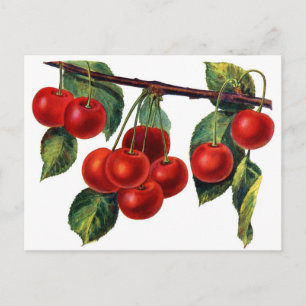Luscious Sweet Cherries Postcard