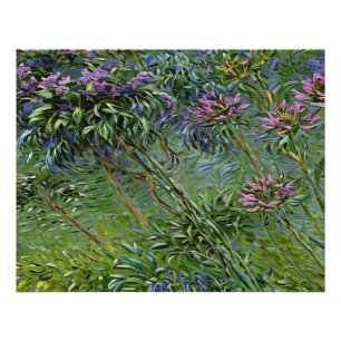 Lush and Vibrant Depiction of Agapanthus Flowers Photo Print