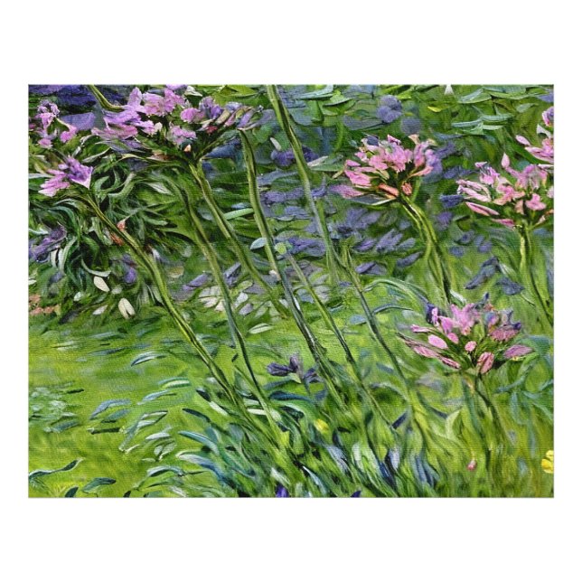 Lush and Vibrant Depiction of Agapanthus Flowers Photo Print (Front)