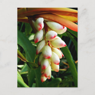 Lush exotic tropical flower postcard