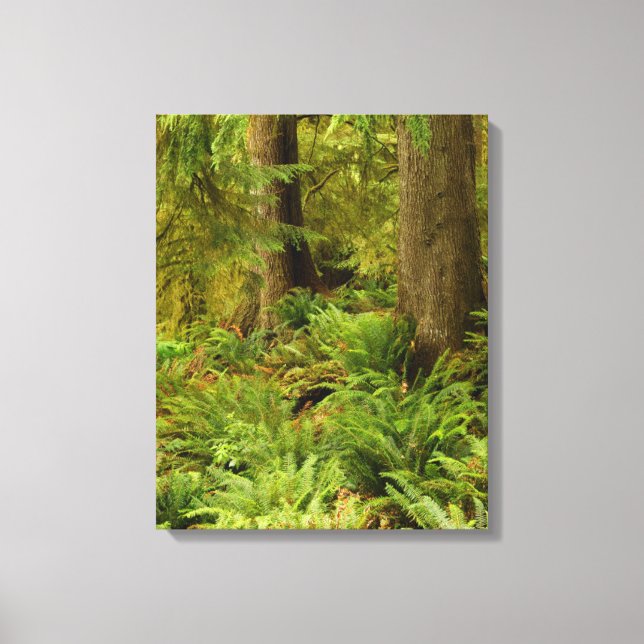 Lush Forest & Ferns | Ecola State Park, Oregon Canvas Print (Front)