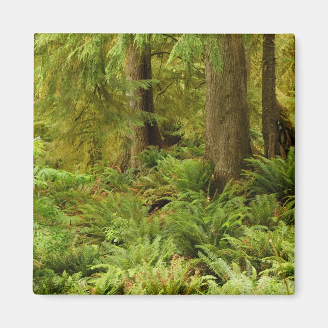 Lush Forest & Ferns | Ecola State Park, Oregon Magnet (Front)