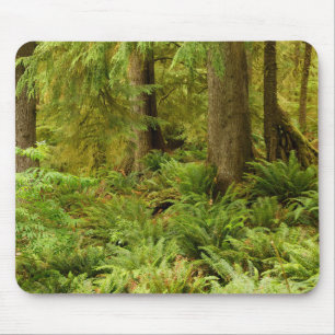 Lush Forest & Ferns   Ecola State Park, Oregon Mouse Mat