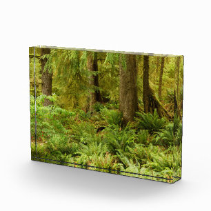 Lush Forest & Ferns Ecola State Park, Oregon Photo Block