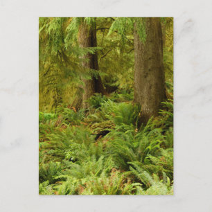 Lush Forest & Ferns Ecola State Park, Oregon Postcard