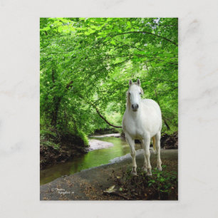 Lush forest stream White Quarter Horse Postcard