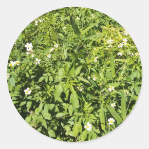 Lush green field with flowers classic round sticker