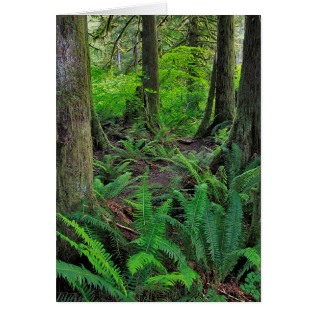 Lush Green Forest Scenic (Front)