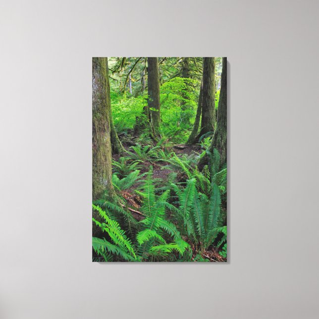 Lush Green Forest Scenic Canvas Print (Front)
