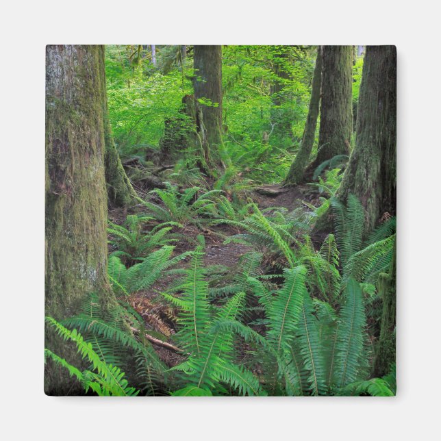 Lush Green Forest Scenic Magnet (Front)