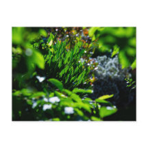 Lush green garden