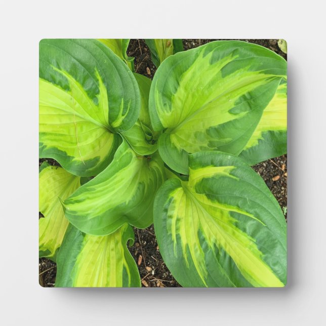 Lush Green Hosta Leaves – Modern Acrylic Artwork Plaque (Front)