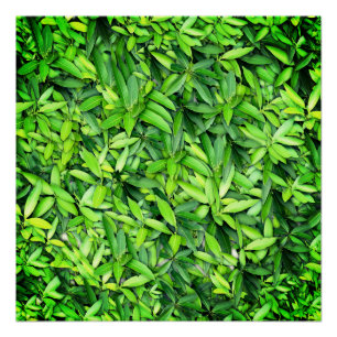 Lush Green Leaves Pattern – Nature Botanical  Poster