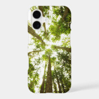 Lush Green Rain Forest