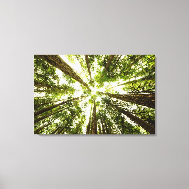 Lush Green Rain Forest Canvas Print (Front)