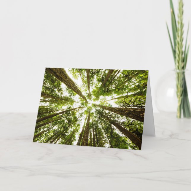 Lush Green Rain Forest Card (Front)
