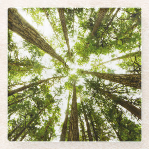 Lush Green Rain Forest Glass Coaster