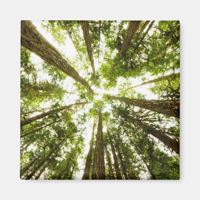 Lush Green Rain Forest Magnet (Front)