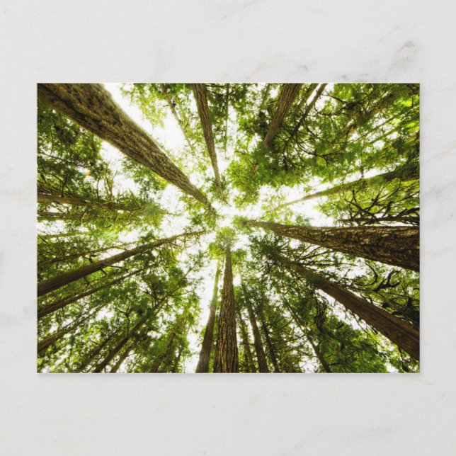 Lush Green Rain Forest Postcard (Front)