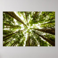 Lush Green Rain Forest