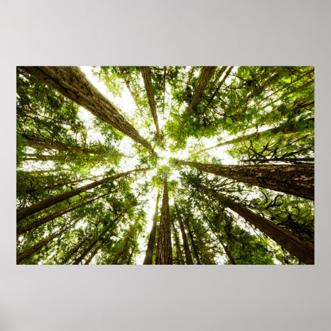 Lush Green Rain Forest Poster (Front)