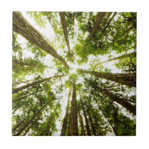 Lush Green Rain Forest Tile