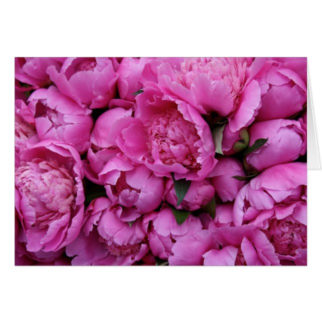 Lush Pink Peony Flowers (Front Horizontal)