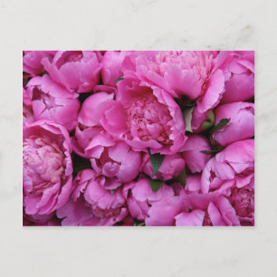 Lush Pink Peony Flowers Postcard
