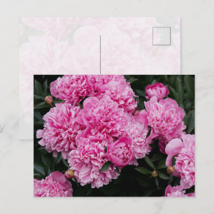 Lush Pink Peony Garden Floral Fine Art Postcard