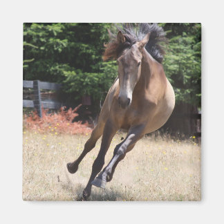 Lusitano Horse at Liberty Magnet