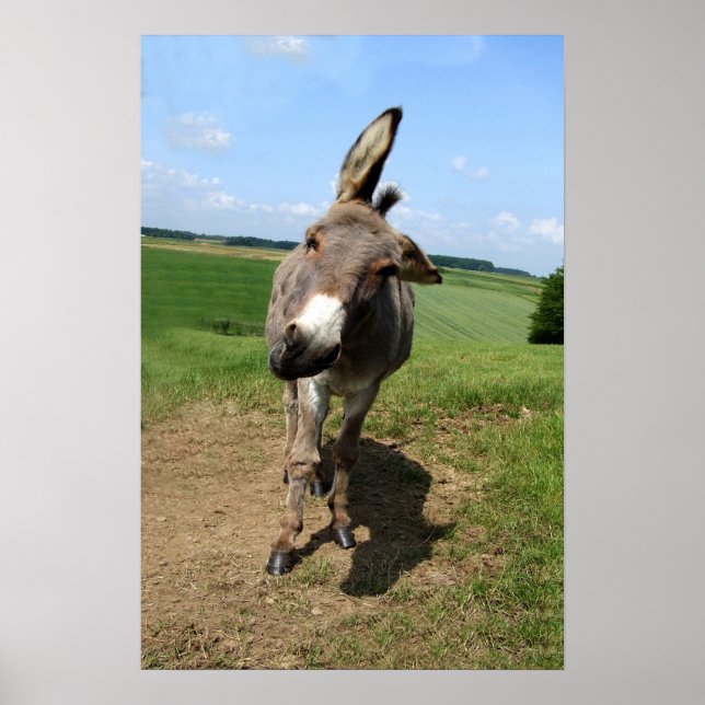 Lustig Esel Poster (Front)