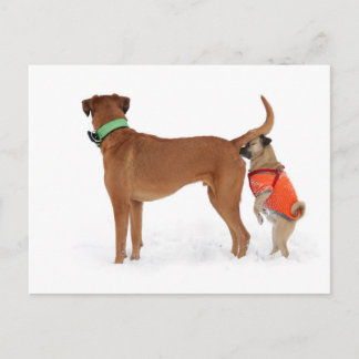 Lustige Kommunikation Geruchssinn Verhalten Hunde Postcard