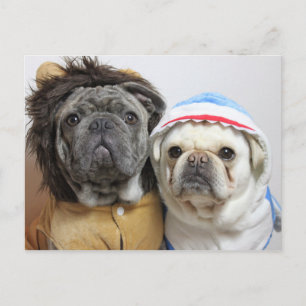 Lustige Mops Yoko und East Karte Postcard