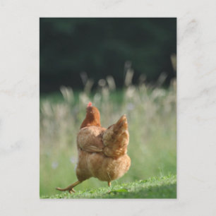 Lustiges Huhn Tiermotive Bauernhof Tiere Postcard