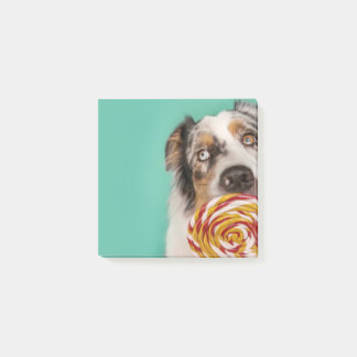 Lusy Australian Shepherd dog with lolli Post-it Notes