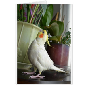 Lutino Cockatiel