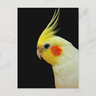Lutino Cockatiel Postcard