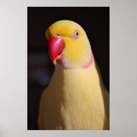 Lutino Indian Ringneck Parakeet Beak