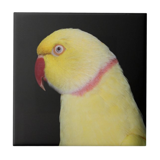 Lutino Indian Ringneck Parakeet Pose Tile (Front)