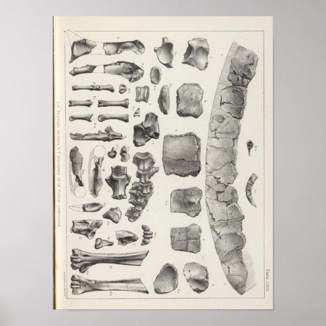 LXVII Testudo, Vultur Poster (Front)